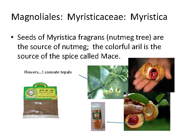 Magnoliales: Myristicaceae: Myristica • Seeds of Myristica fragrans (nutmeg tree) are the source of