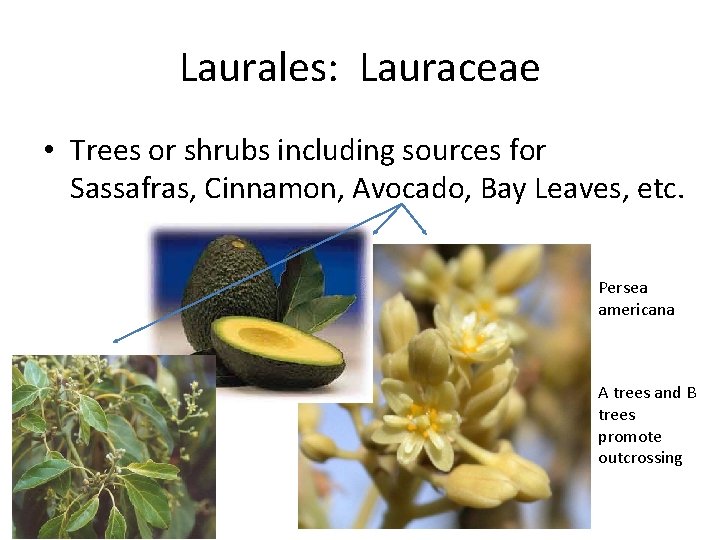Laurales: Lauraceae • Trees or shrubs including sources for Sassafras, Cinnamon, Avocado, Bay Leaves,