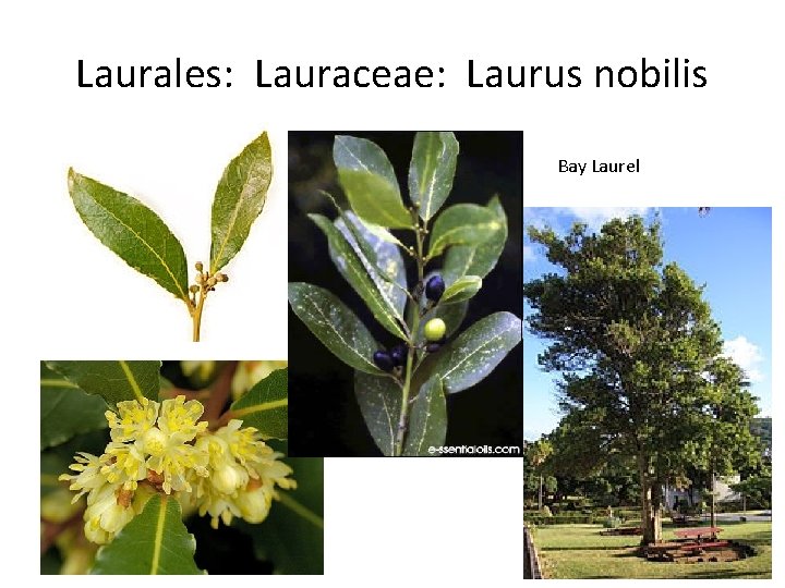 Laurales: Lauraceae: Laurus nobilis Bay Laurel 