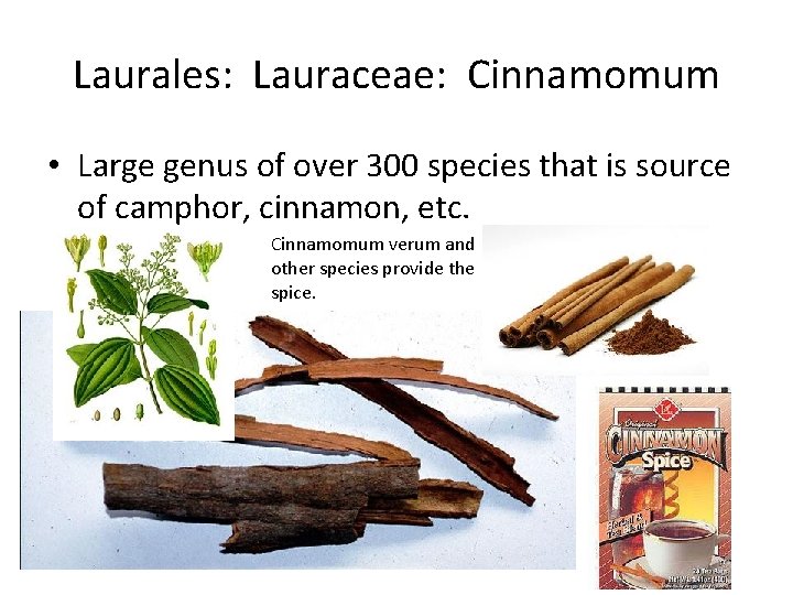 Laurales: Lauraceae: Cinnamomum • Large genus of over 300 species that is source of