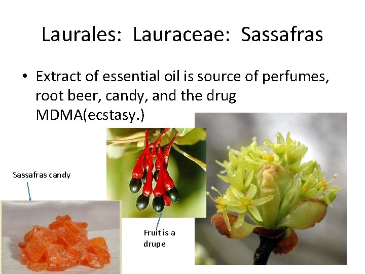 Laurales: Lauraceae: Sassafras • Extract of essential oil is source of perfumes, root beer,