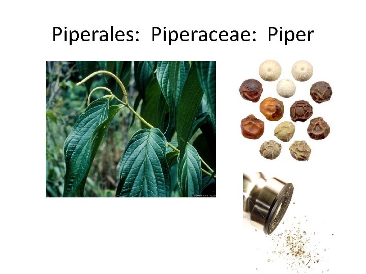 Piperales: Piperaceae: Piper 
