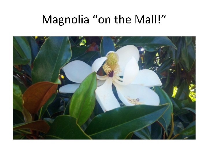 Magnolia “on the Mall!” 