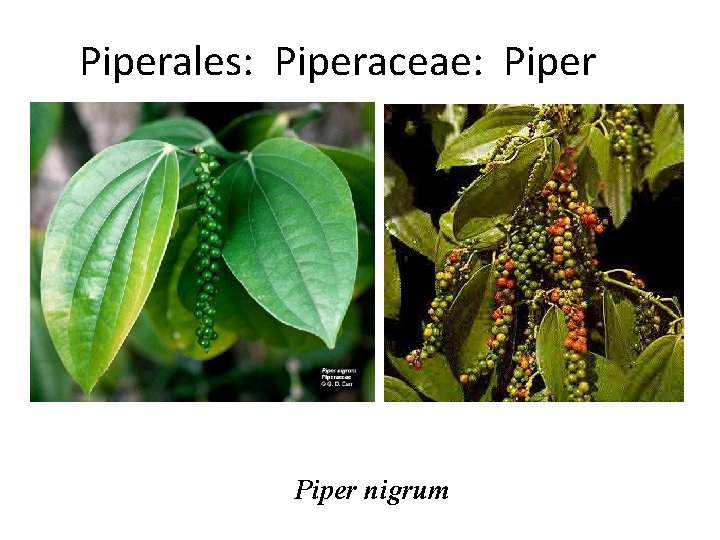 Piperales: Piperaceae: Piper nigrum 