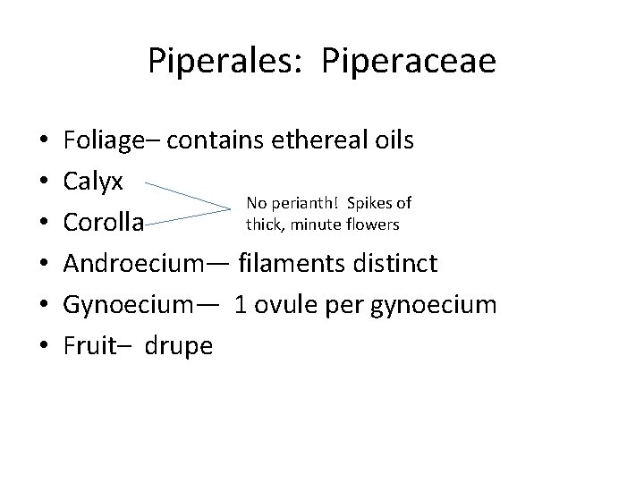 Piperales: Piperaceae • • • Foliage– contains ethereal oils Calyx No perianth! Spikes of