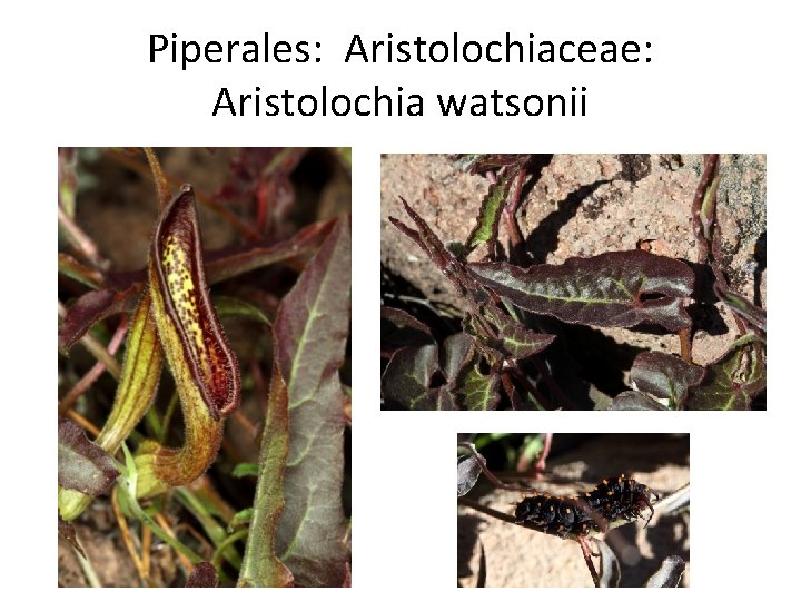 Piperales: Aristolochiaceae: Aristolochia watsonii 