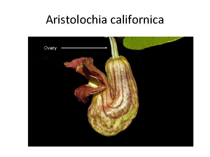 Aristolochia californica Ovary 