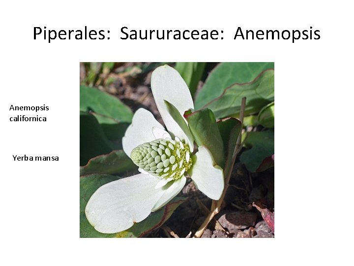 Piperales: Saururaceae: Anemopsis californica Yerba mansa 