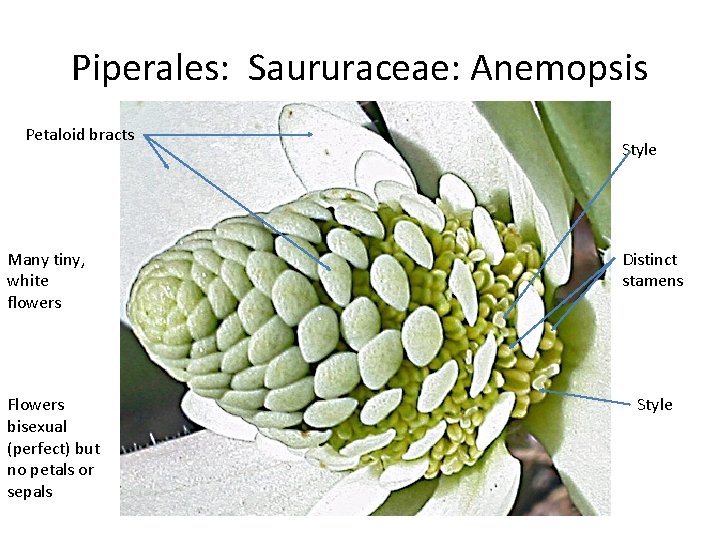 Piperales: Saururaceae: Anemopsis Petaloid bracts Many tiny, white flowers Flowers bisexual (perfect) but no