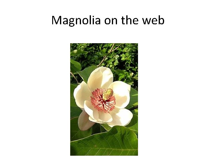 Magnolia on the web 