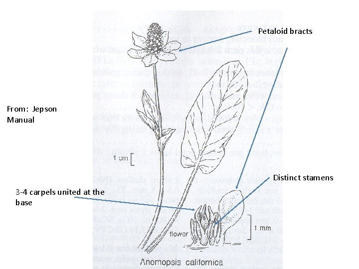 Petaloid bracts From: Jepson Manual Distinct stamens 3 -4 carpels united at the base