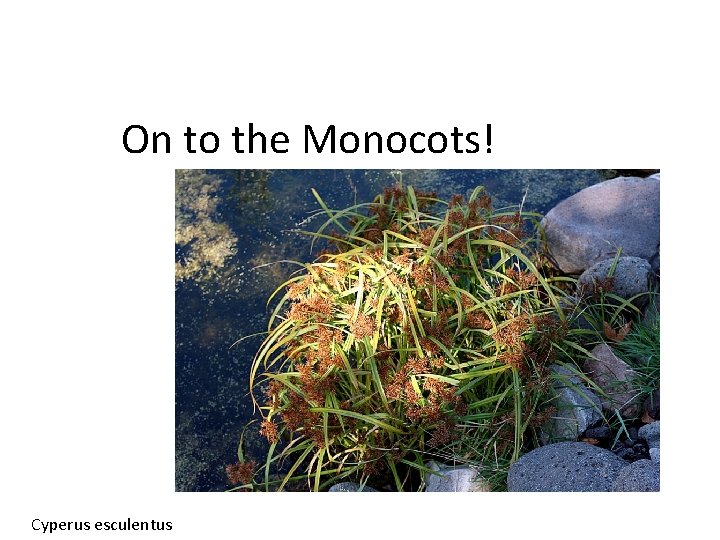 On to the Monocots! Cyperus esculentus 