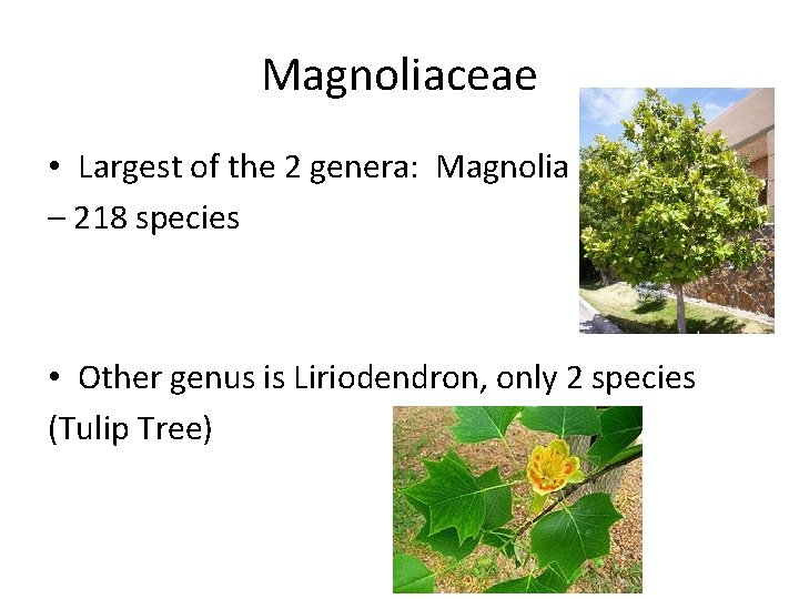 Magnoliaceae • Largest of the 2 genera: Magnolia – 218 species • Other genus