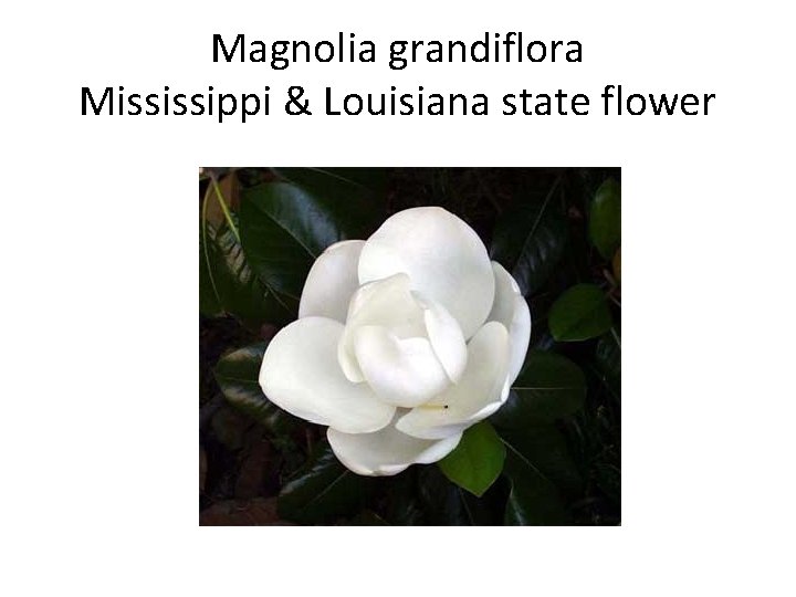 Magnolia grandiflora Mississippi & Louisiana state flower 