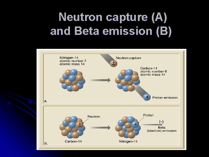 Neutron capture (A) and Beta emission (B) 