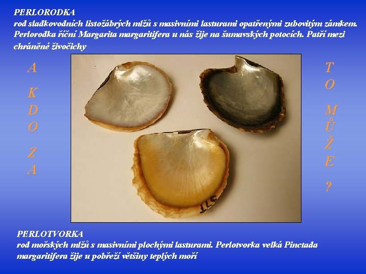 PERLORODKA rod sladkovodních listožábrých mlžů s masivními lasturami opatřenými zubovitým zámkem. Perlorodka říční Margarita