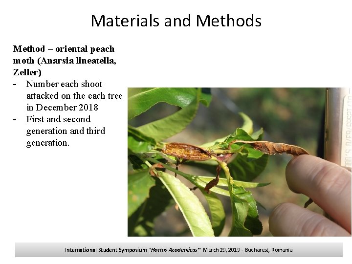 Materials and Methods Method – oriental peach moth (Anarsia lineatella, Zeller) - Number each