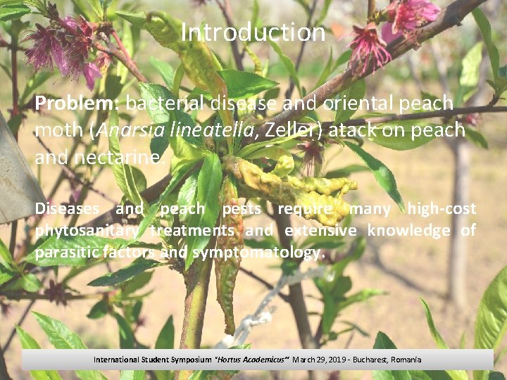 Introduction Problem: bacterial disease and oriental peach moth (Anarsia lineatella, Zeller) atack on peach