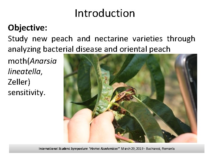 Introduction Objective: Study new peach and nectarine varieties through analyzing bacterial disease and oriental