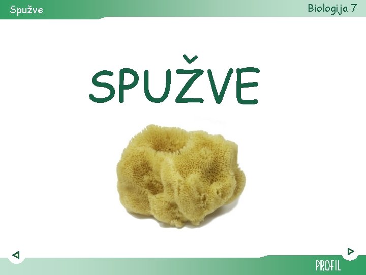 Biologija 7 Spužve SPUŽVE 