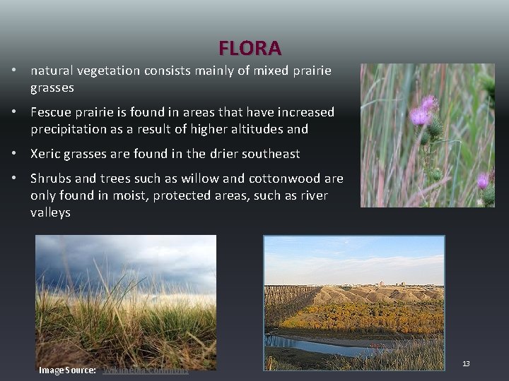 FLORA • natural vegetation consists mainly of mixed prairie grasses • Fescue prairie is