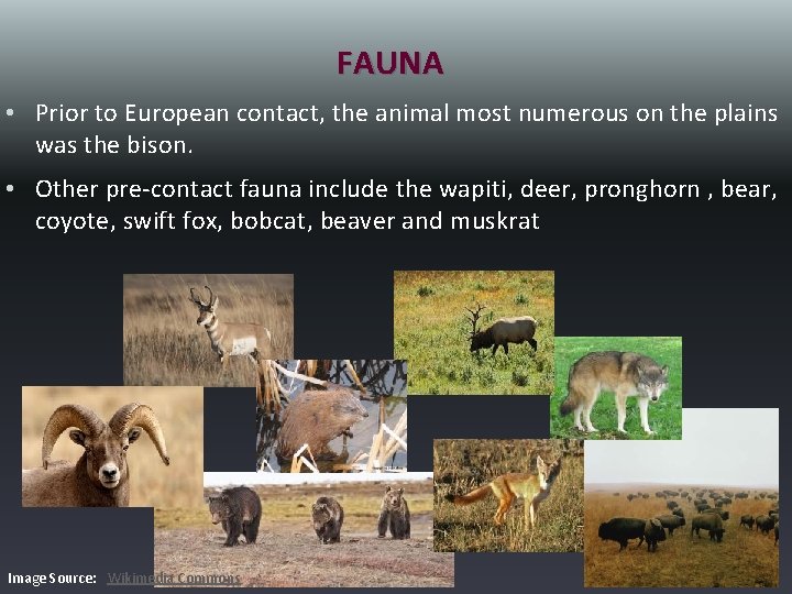 FAUNA • Prior to European contact, the animal most numerous on the plains was