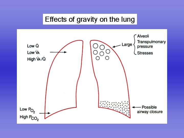 Effects of gravity on the lung 