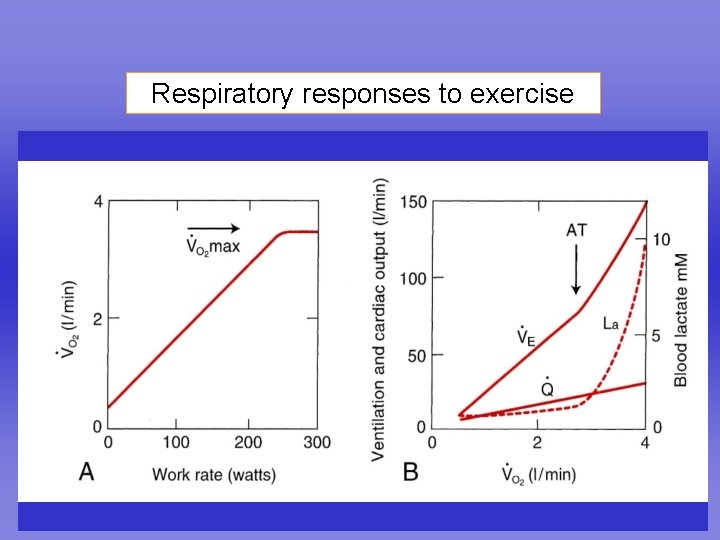 Respiratory responses to exercise 
