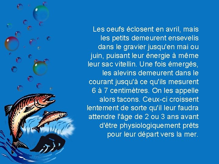 Les oeufs éclosent en avril, mais les petits demeurent ensevelis dans le gravier jusqu'en