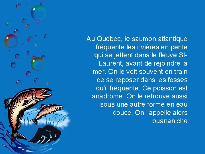 Au Québec, le saumon atlantique fréquente les rivières en pente qui se jettent dans