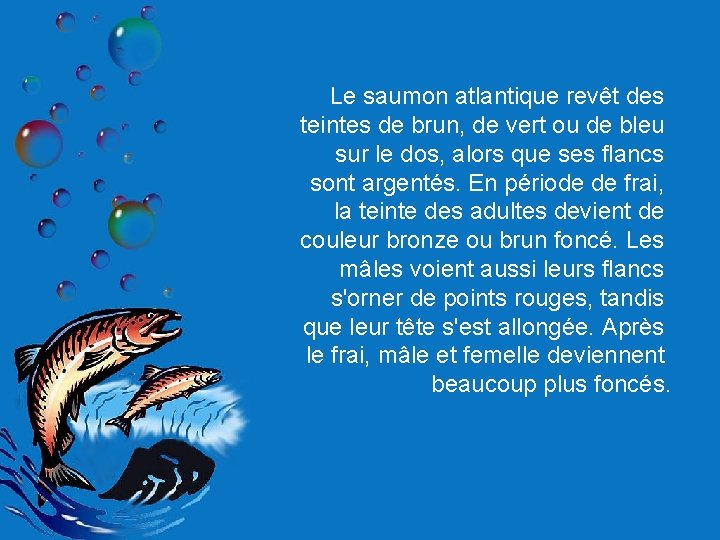 Le saumon atlantique revêt des teintes de brun, de vert ou de bleu sur