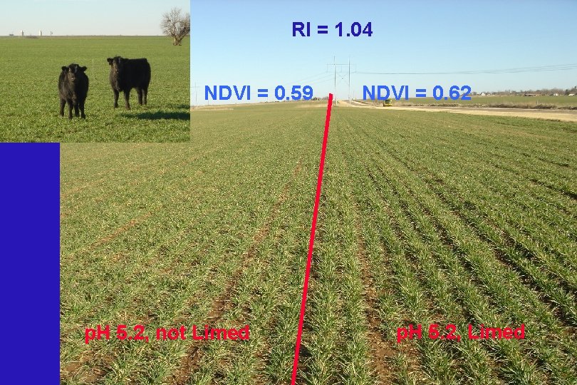 RI = 1. 04 NDVI = 0. 59 p. H 5. 2, not Limed