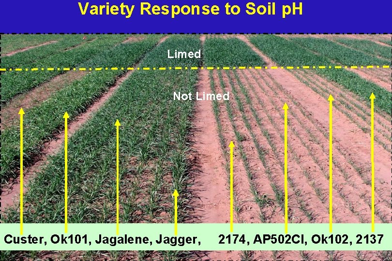 Variety Response to Soil p. H Limed Not Limed Custer, Ok 101, Jagalene, Jagger,