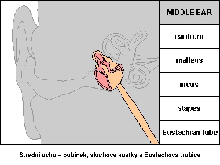 Střední ucho – bubínek, sluchové kůstky a Eustachova trubice 