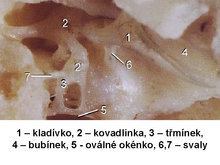 1 – kladívko, 2 – kovadlinka, 3 – třmínek, 4 – bubínek, 5 -