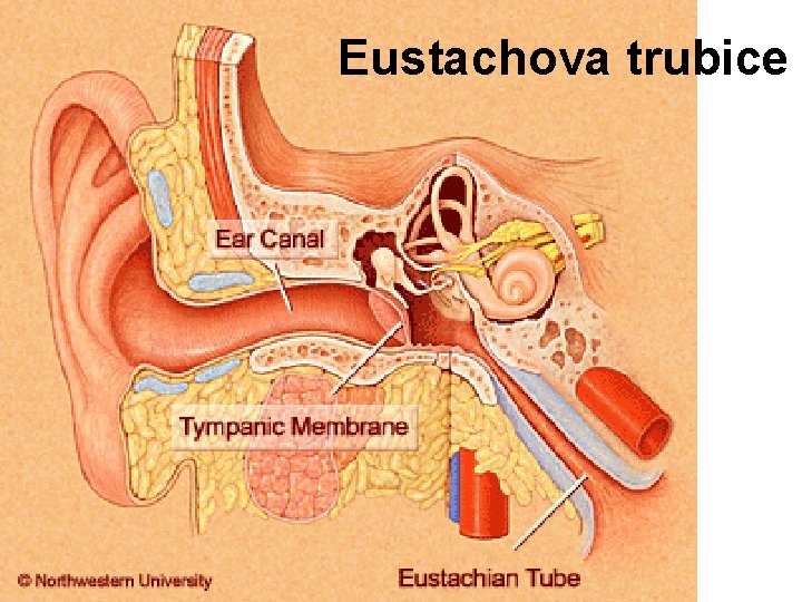 Eustachova trubice 