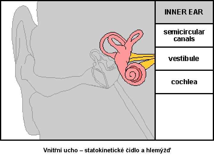 Vnitřní ucho – statokinetické čidlo a hlemýžď 