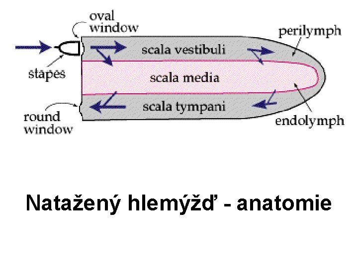 Natažený hlemýžď - anatomie 