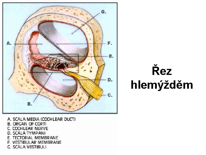 Řez hlemýžděm 