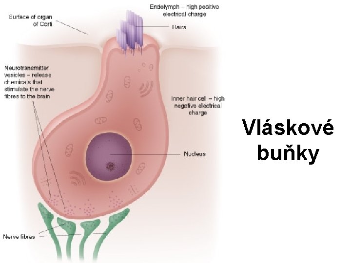 Vláskové buňky 