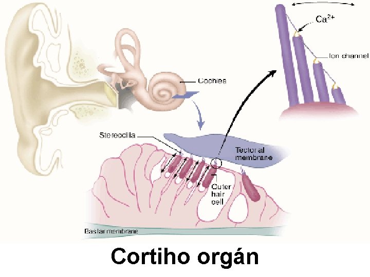 Cortiho orgán 