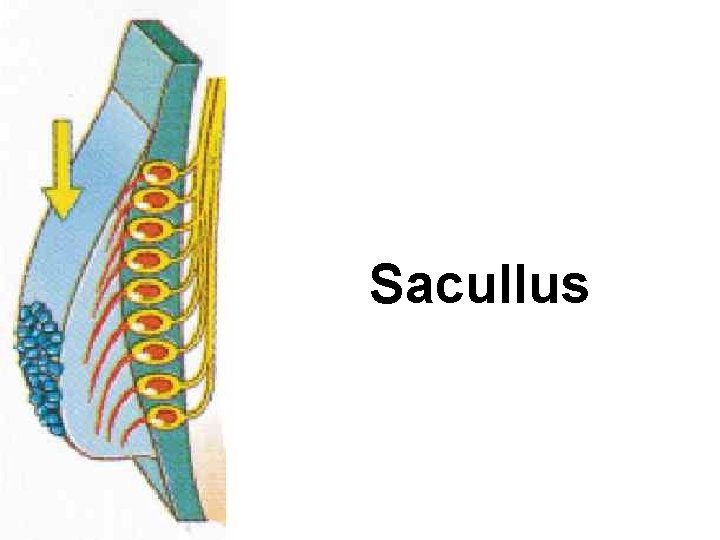 Sacullus 