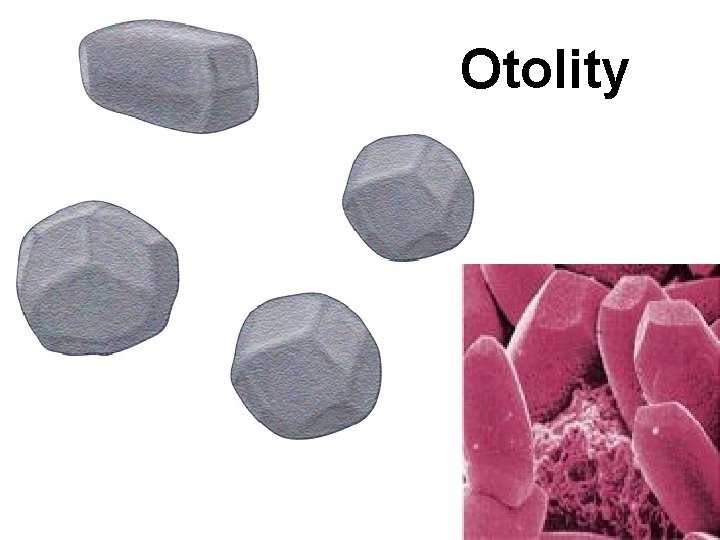 Otolity 