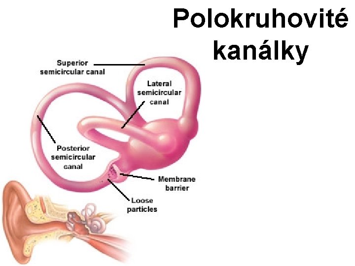 Polokruhovité kanálky 