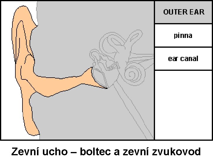 Zevní ucho – boltec a zevní zvukovod 