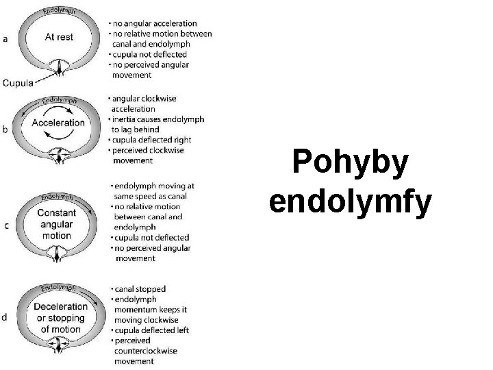 Pohyby endolymfy 