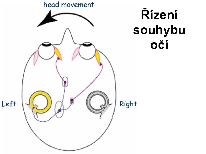 Řízení souhybu očí 