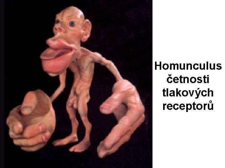 Homunculus četnosti tlakových receptorů 