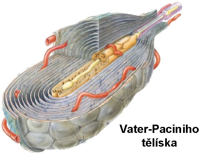 Vater-Paciniho tělíska 