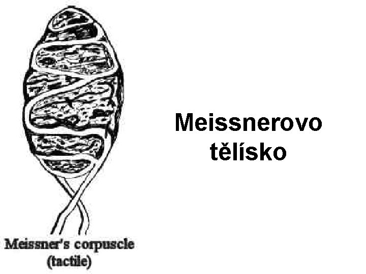 Meissnerovo tělísko 